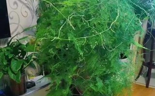 文竹开花的臭味之谜（探究文竹开花的臭味源和原因）