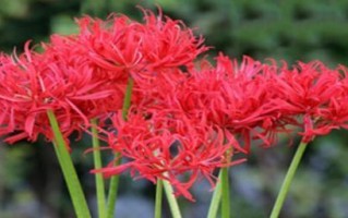 石蒜花有毒吗？室内养护须知（了解石蒜花毒性及室内栽培技巧）