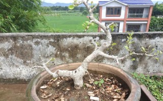 以榕树水培怎么养（简单实用的榕树水培方法）
