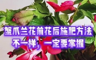 蟹脚兰秋季花期养护指南（了解关键养护技巧，让蟹脚兰秋季绽放绚丽花朵）