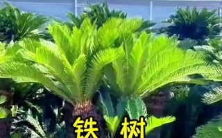 叶片发黄，你的植物缺什么？（植物营养缺乏的症状与处理方法）