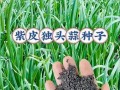 大蒜的繁殖方式剖析（了解大蒜的生长周期和繁殖方法）