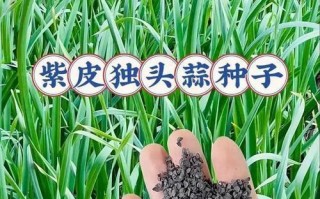 大蒜的繁殖方式剖析（了解大蒜的生长周期和繁殖方法）