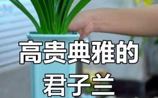 君子兰（探寻君子兰的栽培之道）