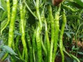 线椒种植间距的重要性（从生长周期到产量，间距影响大）