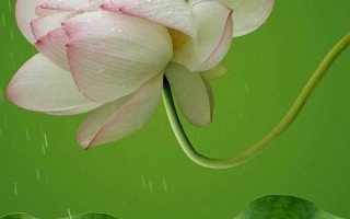 莲花盛开的季节（探秘莲花开放的时刻）