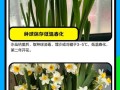 水仙刚上盆的水换法（简单易行的水换技巧，让水仙健康茁壮成长）
