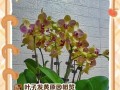 蕙兰根部叶子发黄原因及处理方法（如何有效处理蕙兰根部叶子发黄问题）