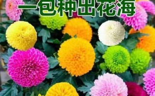 菊花开花的周期及养护技巧（从种植到开花，掌握这些技巧，让你的菊花更美丽）
