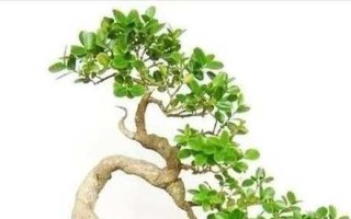 黄杨到底是草本植物还是木本植物？（从分类和特征两个角度探讨黄杨的植物属性）