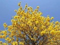 探寻风铃花的种类与特征