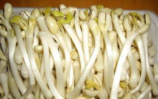 花生种子有毒吗？（了解花生种子的毒性及食用注意事项。）
