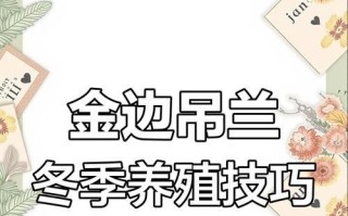 金边吊兰冬季养护攻略（细致呵护，让金边吊兰冬天也能舒展风姿）