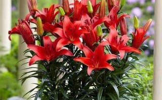 百合花的性别特征（探讨百合花的雌雄同株性质）