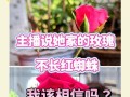 玫瑰花上出现红蜘蛛了怎么办？（红蜘蛛危害及防治措施）