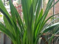 初入花盆的兰花如何养护？（从选盆到管理，让你成为兰花养护高手！）