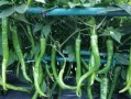 白芨喜阳还是喜阴？探究真相（阳光之花还是阴凉之草？调查白芨的生长环境）