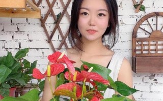 以红掌不开花管理为主题的养护指南（打造枝繁叶茂的红掌美景）