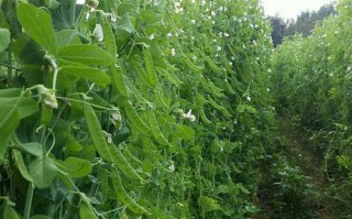 荷兰豆种植指南（合适种植时间、品种选择、育苗与管理技巧）