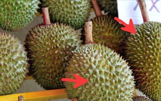 探秘榴莲的外貌特征（揭开榴莲的“面纱”，看真实的长相）