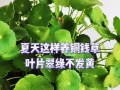 解决铜钱草偏黄问题的方法（针对铜钱草偏黄的养护技巧和修复措施）