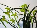 兰花之美（以兰花代表的人性品质）