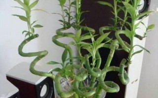 如何清洗发霉的转运竹杆子（清洗竹杆子的简便方法）