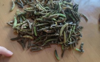 轻松剥壳，享受美味——毛豆剥壳技巧（让你爱上毛豆的简单方法）