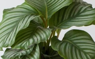 海芋与竹芋——哪个更适合室内养？（比较室内养海芋和竹芋的优缺点，选择更适合的植物）