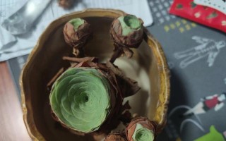 山地玫瑰发芽后的生长过程（探秘山地玫瑰生长的奥秘）
