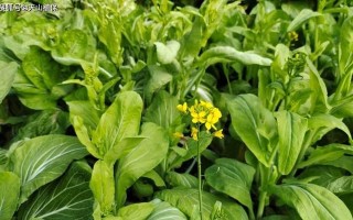 广州冬季蔬菜种植指南（冬季种植，丰收美味！广州冬天适合种什么菜？抢先了解！）
