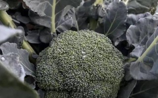 西兰花追肥，选对肥料让它更健康（选择合适的肥料，助力西兰花生长）
