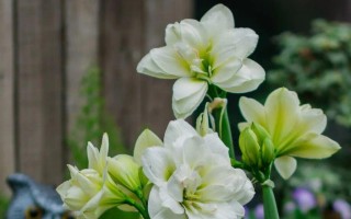 百子莲花开之时（了解百子莲的生长习性与开花季节）
