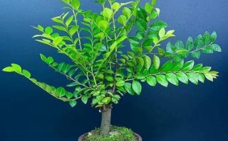 家里不能养黑骨茶的原因（了解家里养黑骨茶的风险和不利因素）