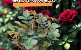 玫瑰花养护全攻略（打造优美玫瑰花园，提高开花率）