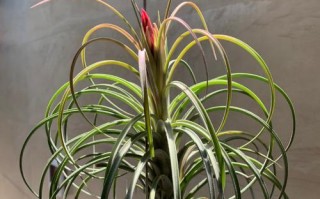 空气凤梨的花期（空气凤梨开花时间、花朵特征及照料技巧）
