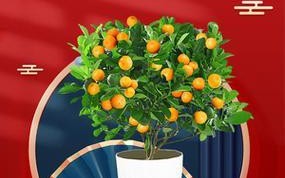 立春时节如何正确给桔子盆景剪枝？（春天来了，给你的桔子盆景进行一次剪枝修整吧！）