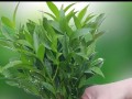 竹柏不生根的解决办法（培育健康生长的竹柏新技巧）