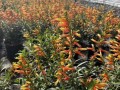 以萼距花修剪的技巧与方法（打造美丽的花坛，从修剪以萼距花开始）