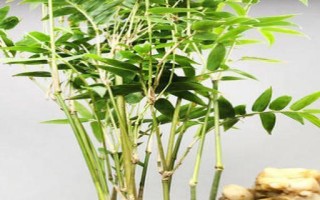 为什么不能将竹子当做主要室内植物？（考虑到生长环境、维护和安全问题）