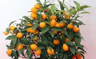 阳台绿植选购指南（从环境、日照、繁殖等多个方面为你解析）