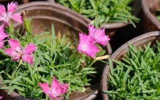 海石竹的花期及生长特点（探究海石竹花期的长度及生长环境与条件）