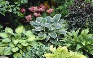 探秘多年宿根花卉（品味美丽花海的同时，了解这些花朵的生长习性）