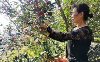 花椒成熟的时间与方法（了解花椒的成熟过程及时间，享受麻辣美食）