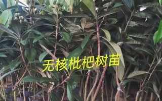 家里种枇杷树的风水禁忌与功效（禁忌必知，功效全面，种植枇杷让家居生机盎然）