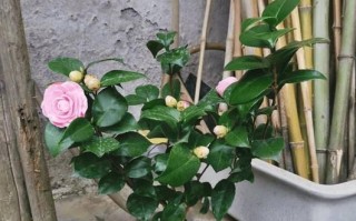 茶花肥料选择攻略（掌握这个，让你的茶花茁壮成长）