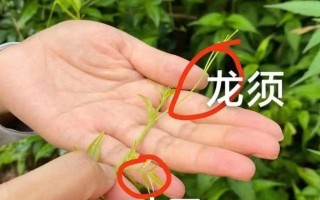 如何挽救下垂的龙须叶？（龙须叶下垂的原因及护理技巧）
