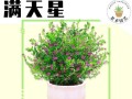 满天星的养护指南——让花朵更加绚丽耀眼（满天星发芽期的关键养护技巧，为你的花园增添美丽和色彩）