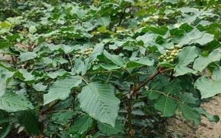 花椒籽种植教程（从花椒籽的采摘到种植全过程详解）