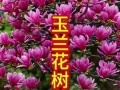 南方玉兰花盆栽的养护技巧（打造美丽花园的关键是细心呵护）